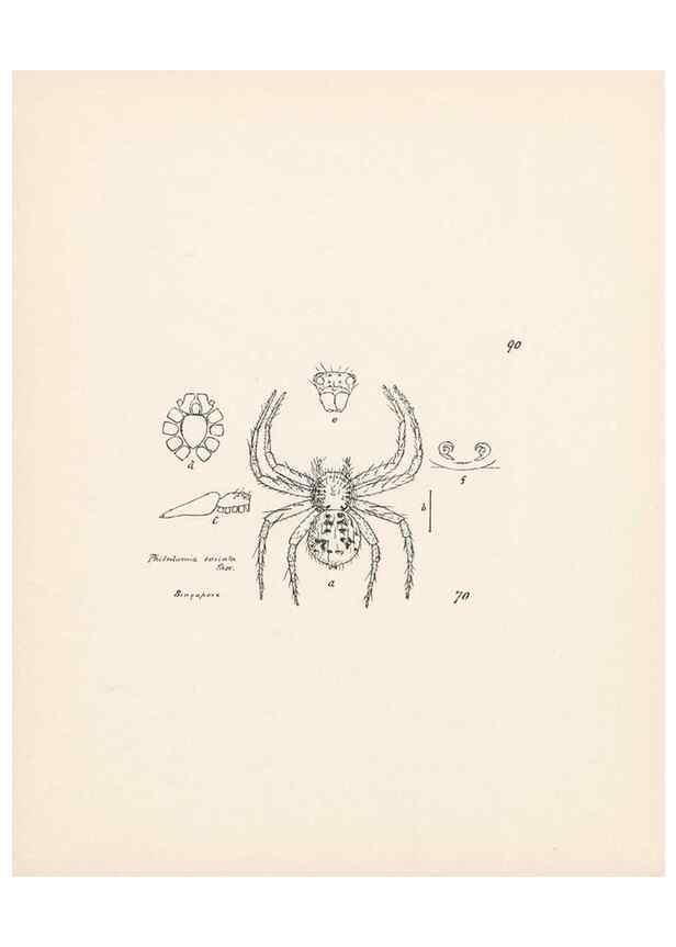Reproducción/Reproduction 23915002644: Malaysian spiders.. Belfast :T. Workman,1896-1900.