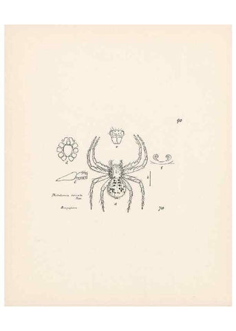 Reproducción/Reproduction 23915002644: Malaysian spiders.. Belfast :T. Workman,1896-1900.
