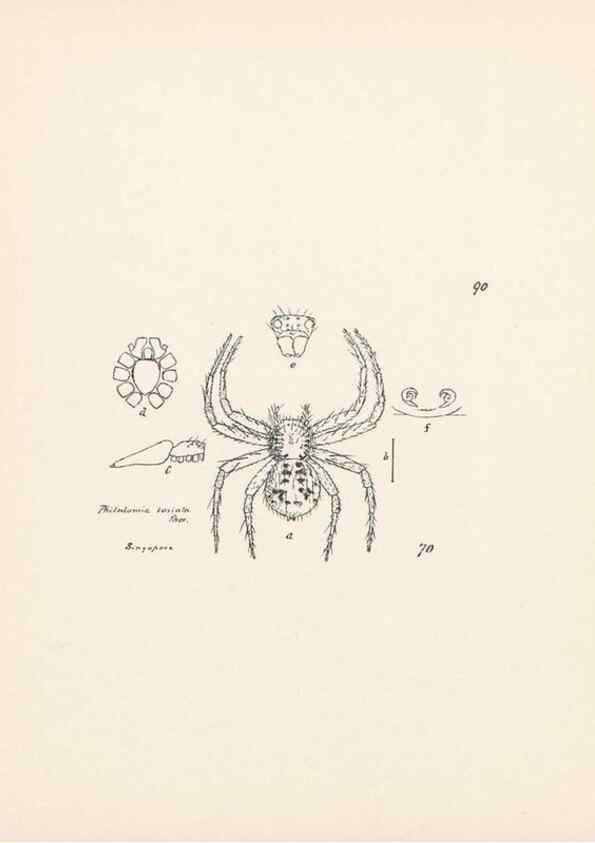 Reproducción/Reproduction 23915002644: Malaysian spiders.. Belfast :T. Workman,1896-1900.