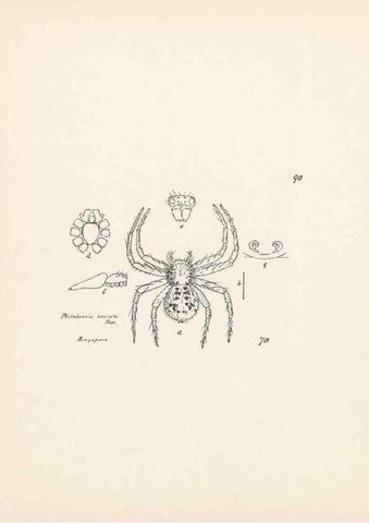 Reproducción/Reproduction 23915002644: Malaysian spiders.. Belfast :T. Workman,1896-1900.