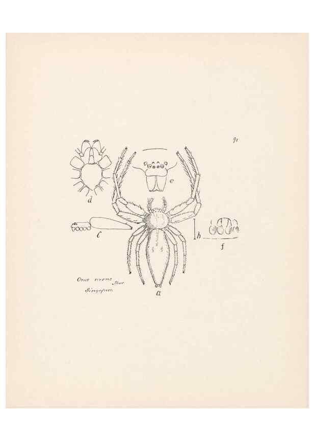 Reproducción/Reproduction 24175406359: Malaysian spiders.. Belfast :T. Workman,1896-1900.