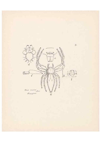Reproducción/Reproduction 24175406359: Malaysian spiders.. Belfast :T. Workman,1896-1900.