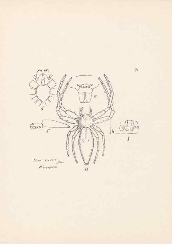 Reproducción/Reproduction 24175406359: Malaysian spiders.. Belfast :T. Workman,1896-1900.