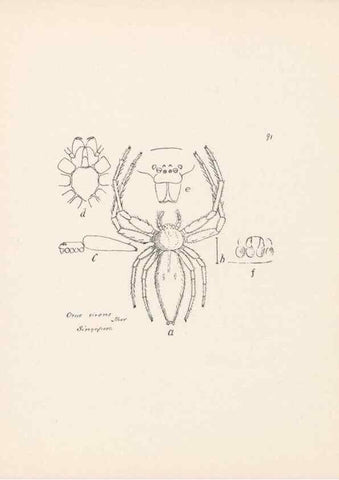 Reproducción/Reproduction 24175406359: Malaysian spiders.. Belfast :T. Workman,1896-1900.