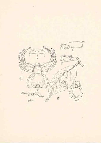 Reproducción/Reproduction 24247637500: Malaysian spiders.. Belfast :T. Workman,1896-1900.