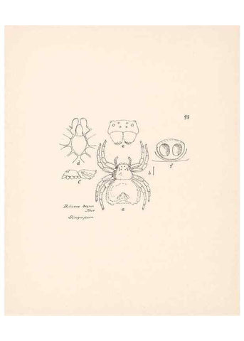 Reproducción/Reproduction 24460854351: Malaysian spiders.. Belfast :T. Workman,1896-1900.