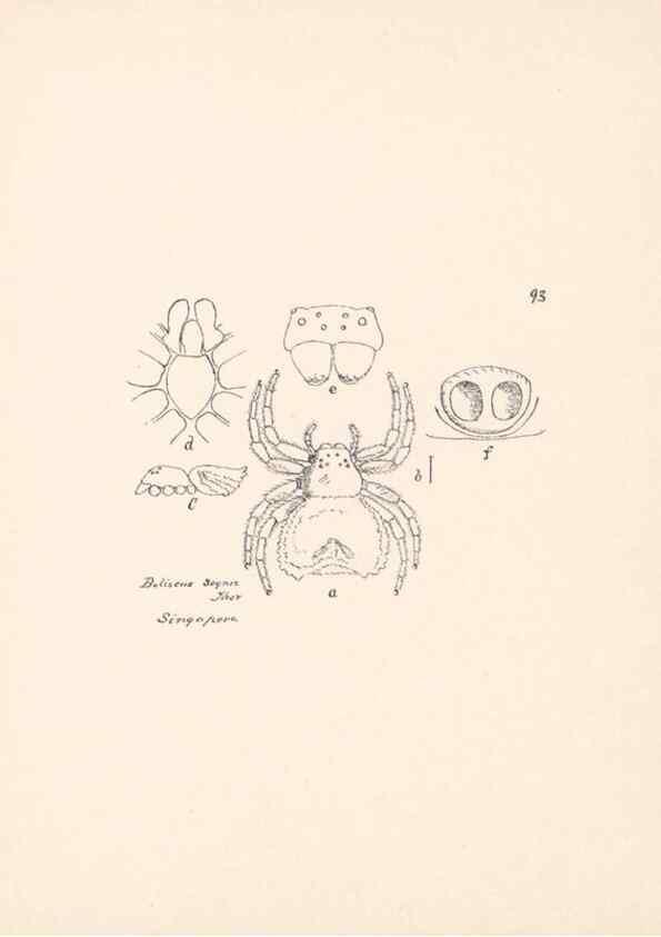 Reproducción/Reproduction 24460854351: Malaysian spiders.. Belfast :T. Workman,1896-1900.