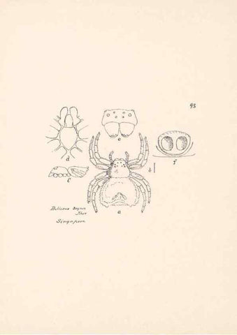 Reproducción/Reproduction 24460854351: Malaysian spiders.. Belfast :T. Workman,1896-1900.
