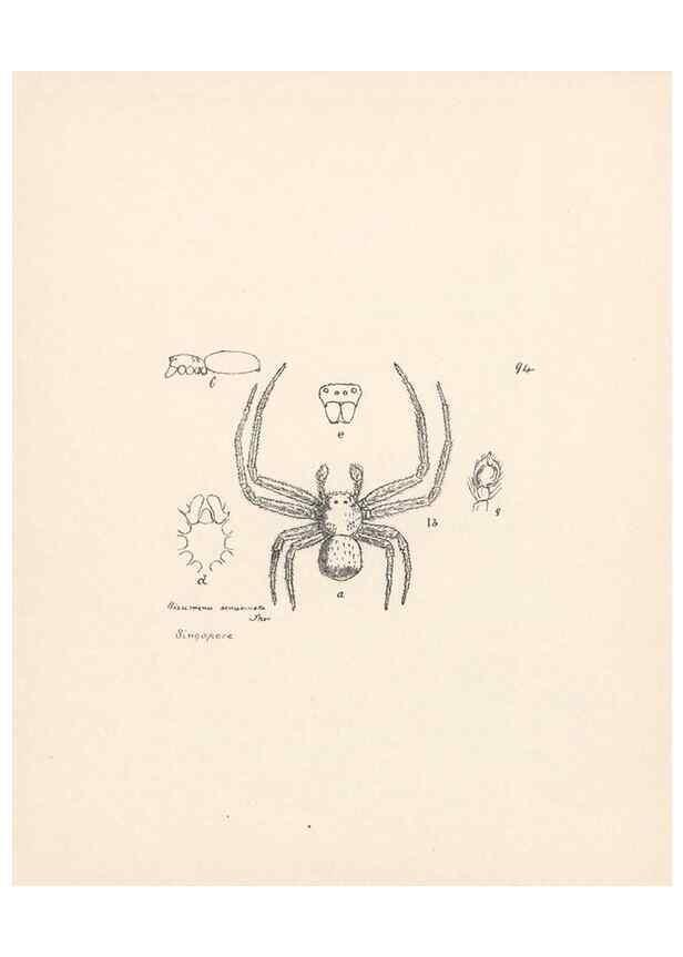 Reproducción/Reproduction 23916387023: Malaysian spiders.. Belfast :T. Workman,1896-1900.