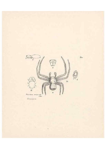 Reproducción/Reproduction 23916387023: Malaysian spiders.. Belfast :T. Workman,1896-1900.