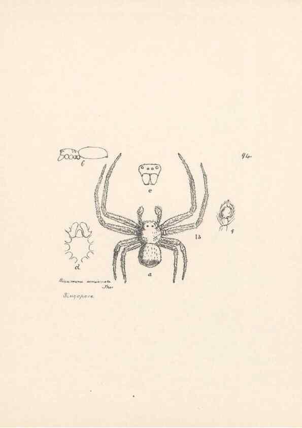 Reproducción/Reproduction 23916387023: Malaysian spiders.. Belfast :T. Workman,1896-1900.