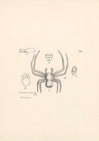 Reproducción/Reproduction 23916387023: Malaysian spiders.. Belfast :T. Workman,1896-1900.