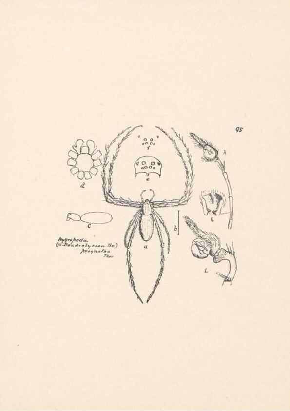 Reproducción/Reproduction 24543185125: Malaysian spiders.. Belfast :T. Workman,1896-1900.