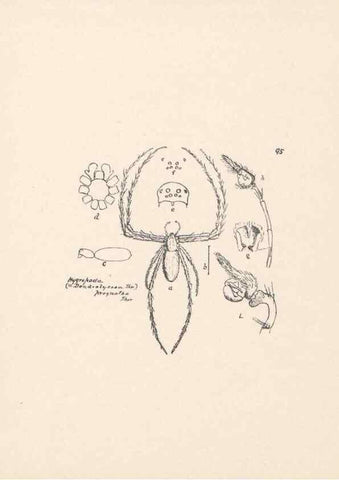 Reproducción/Reproduction 24543185125: Malaysian spiders.. Belfast :T. Workman,1896-1900.