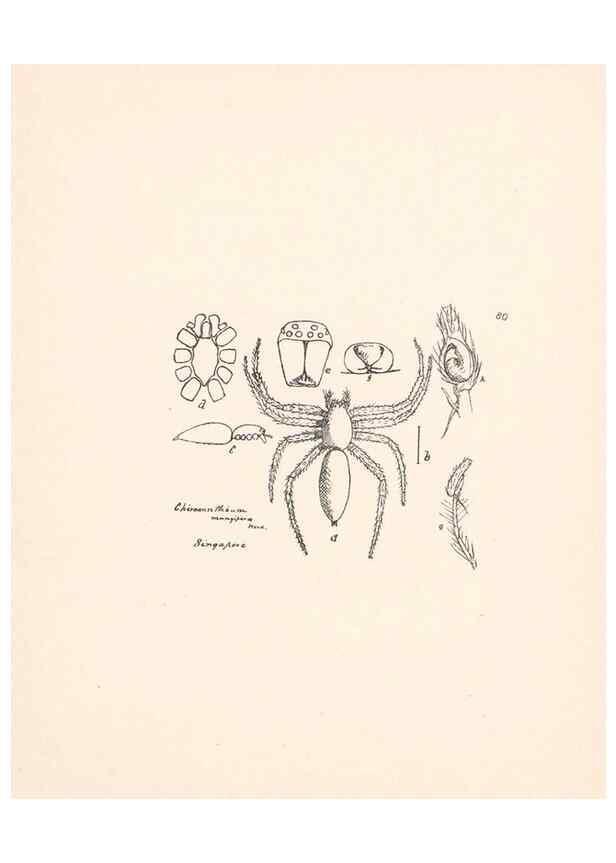 Reproducción/Reproduction 24434853042: Malaysian spiders.. Belfast :T. Workman,1896-1900.