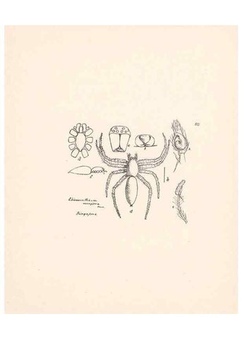 Reproducción/Reproduction 24434853042: Malaysian spiders.. Belfast :T. Workman,1896-1900.