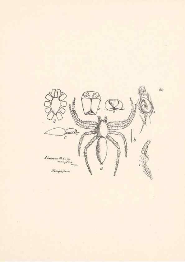 Reproducción/Reproduction 24434853042: Malaysian spiders.. Belfast :T. Workman,1896-1900.
