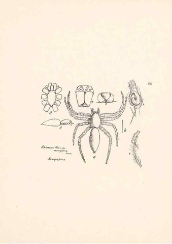 Reproducción/Reproduction 24434853042: Malaysian spiders.. Belfast :T. Workman,1896-1900.