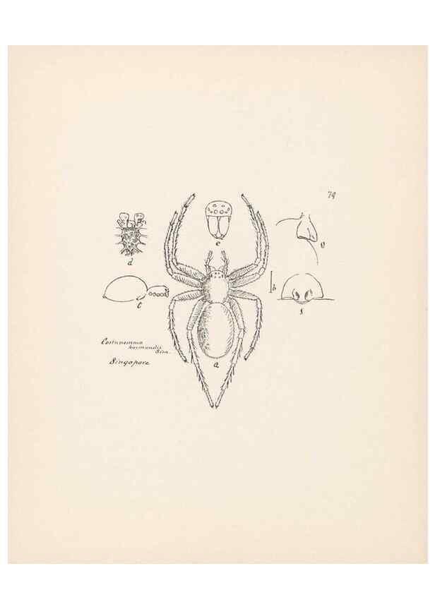 Reproducción/Reproduction 24247601850: Malaysian spiders.. Belfast :T. Workman,1896-1900.