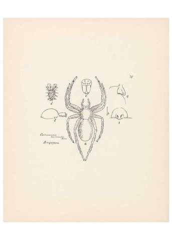 Reproducción/Reproduction 24247601850: Malaysian spiders.. Belfast :T. Workman,1896-1900.