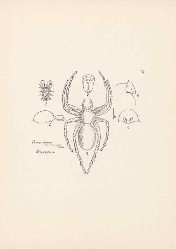 Reproducción/Reproduction 24247601850: Malaysian spiders.. Belfast :T. Workman,1896-1900.