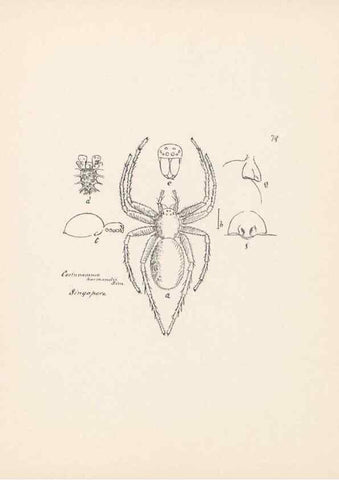 Reproducción/Reproduction 24247601850: Malaysian spiders.. Belfast :T. Workman,1896-1900.