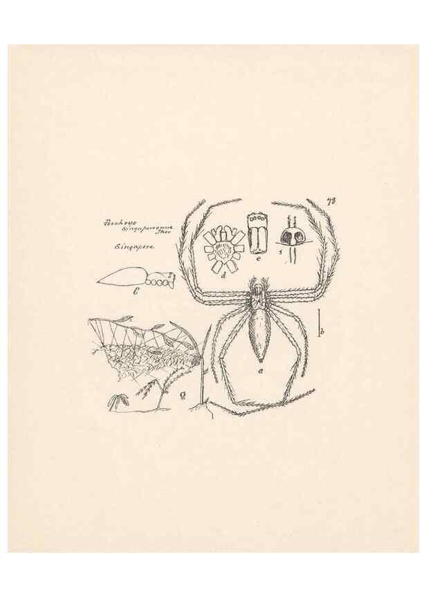 Reproducción/Reproduction 24460811451: Malaysian spiders.. Belfast :T. Workman,1896-1900.