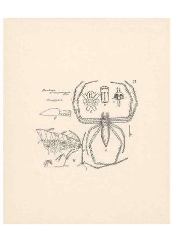 Reproducción/Reproduction 24460811451: Malaysian spiders.. Belfast :T. Workman,1896-1900.