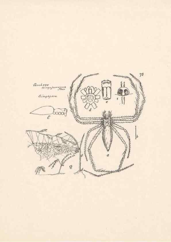 Reproducción/Reproduction 24460811451: Malaysian spiders.. Belfast :T. Workman,1896-1900.