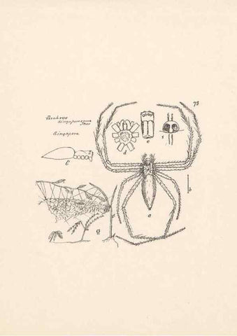 Reproducción/Reproduction 24460811451: Malaysian spiders.. Belfast :T. Workman,1896-1900.
