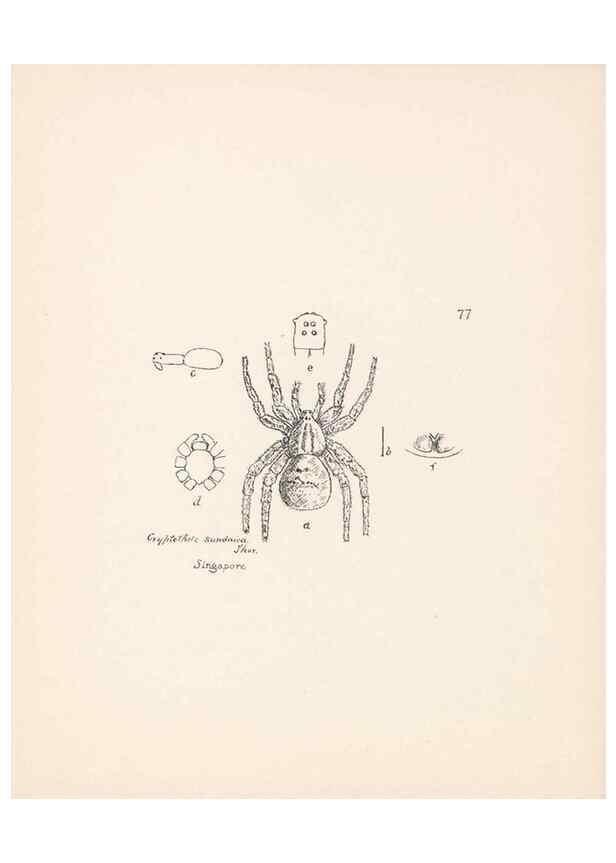Reproducción/Reproduction 24175363189: Malaysian spiders.. Belfast :T. Workman,1896-1900.