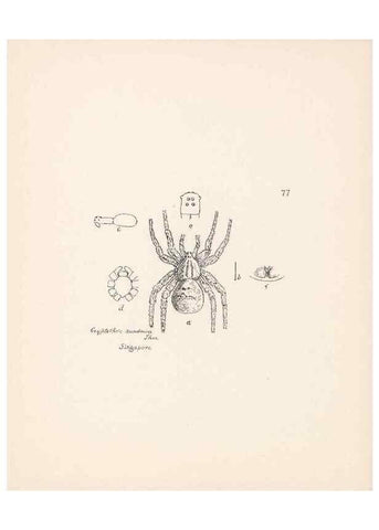 Reproducción/Reproduction 24175363189: Malaysian spiders.. Belfast :T. Workman,1896-1900.