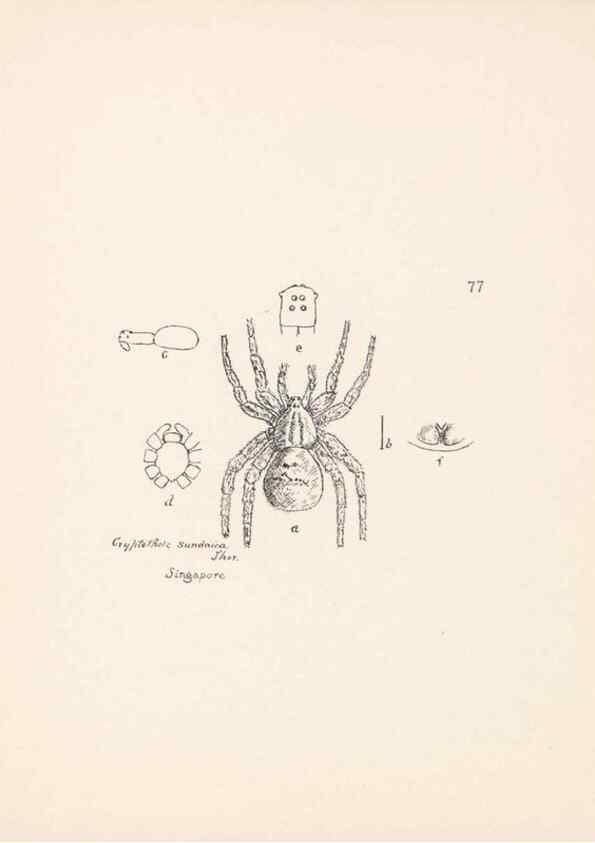 Reproducción/Reproduction 24175363189: Malaysian spiders.. Belfast :T. Workman,1896-1900.