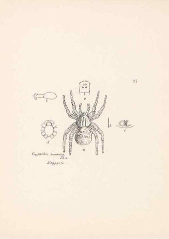 Reproducción/Reproduction 24175363189: Malaysian spiders.. Belfast :T. Workman,1896-1900.