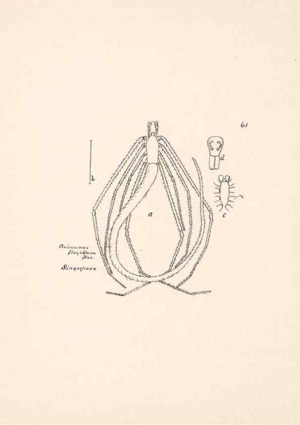 Reproducción/Reproduction 24175319669: Malaysian spiders.. Belfast :T. Workman,1896-1900.