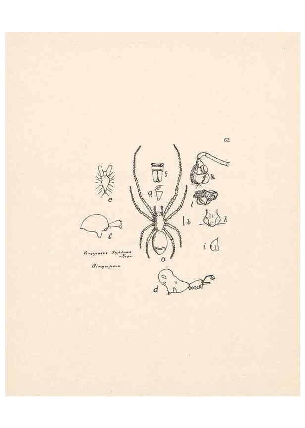 Reproducción/Reproduction 24543091225: Malaysian spiders.. Belfast :T. Workman,1896-1900.