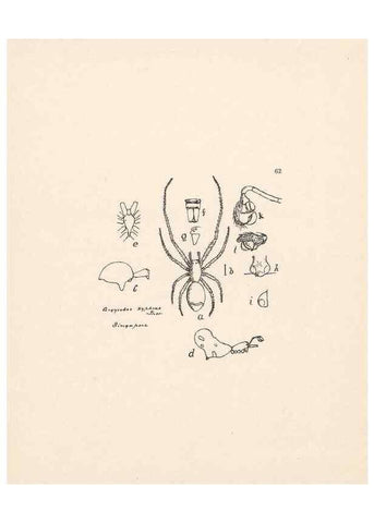 Reproducción/Reproduction 24543091225: Malaysian spiders.. Belfast :T. Workman,1896-1900.