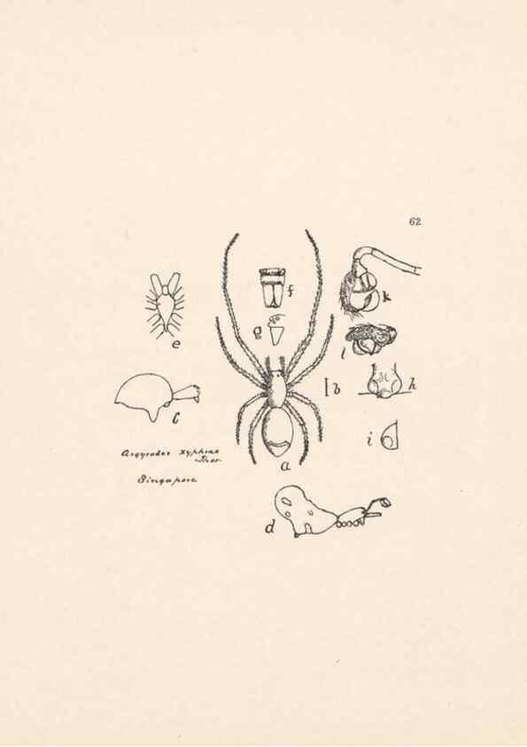 Reproducción/Reproduction 24543091225: Malaysian spiders.. Belfast :T. Workman,1896-1900.