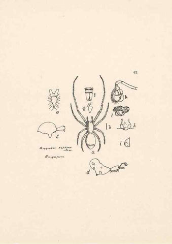 Reproducción/Reproduction 24543091225: Malaysian spiders.. Belfast :T. Workman,1896-1900.