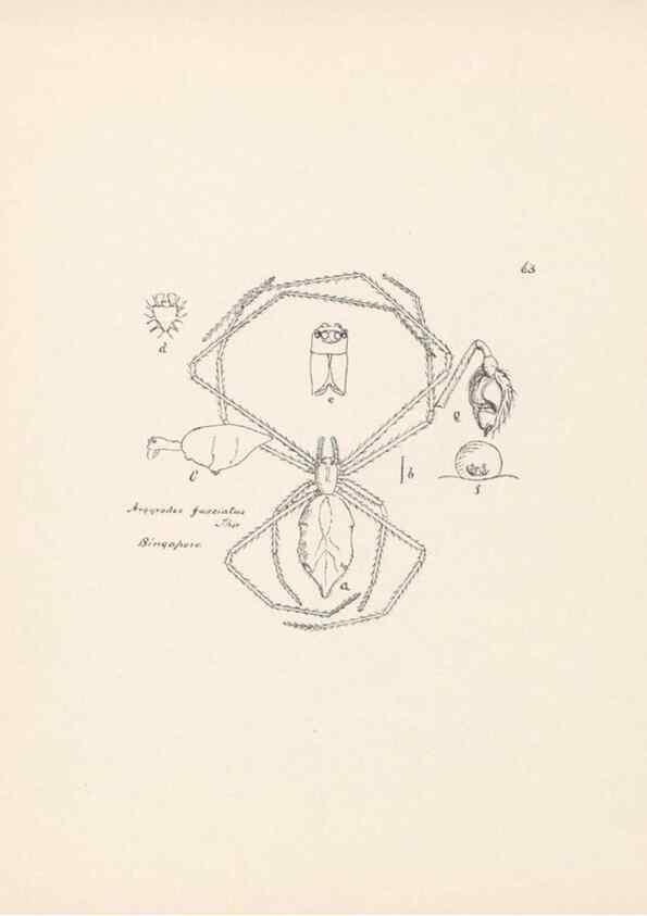 Reproducción/Reproduction 24516909396: Malaysian spiders.. Belfast :T. Workman,1896-1900.