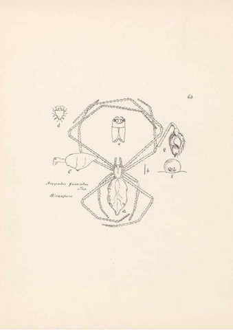 Reproducción/Reproduction 24516909396: Malaysian spiders.. Belfast :T. Workman,1896-1900.