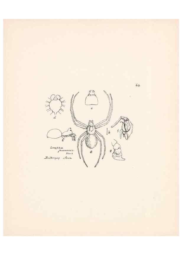 Reproducción/Reproduction 23916303443: Malaysian spiders.. Belfast :T. Workman,1896-1900.