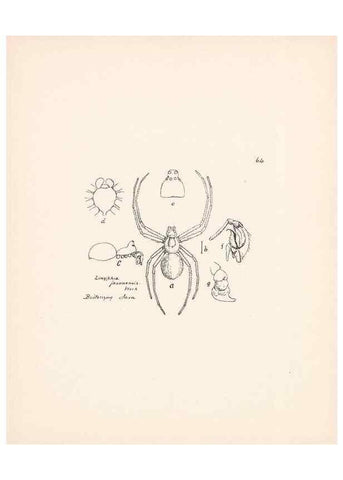 Reproducción/Reproduction 23916303443: Malaysian spiders.. Belfast :T. Workman,1896-1900.
