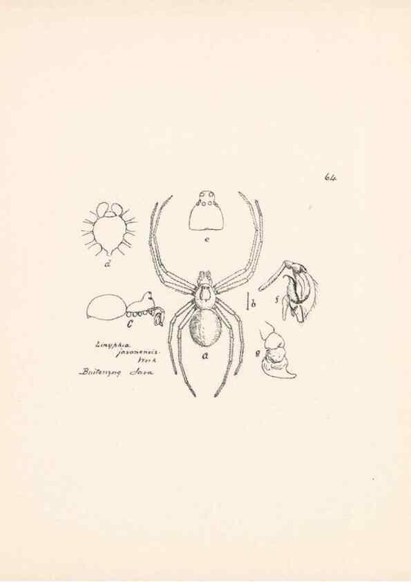 Reproducción/Reproduction 23916303443: Malaysian spiders.. Belfast :T. Workman,1896-1900.