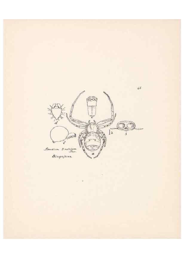 Reproducción/Reproduction 24460775011: Malaysian spiders.. Belfast :T. Workman,1896-1900.