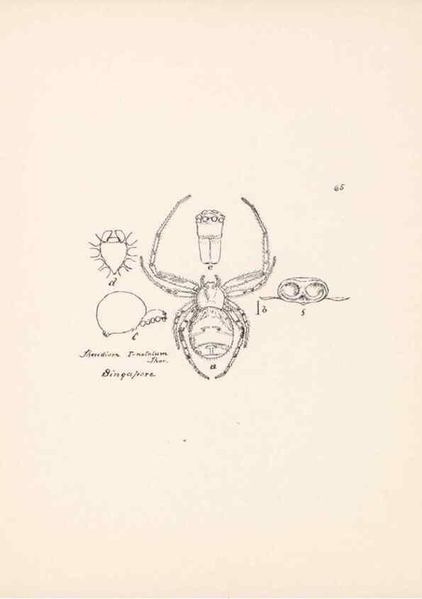 Reproducción/Reproduction 24460775011: Malaysian spiders.. Belfast :T. Workman,1896-1900.
