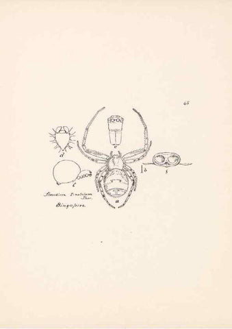 Reproducción/Reproduction 24460775011: Malaysian spiders.. Belfast :T. Workman,1896-1900.