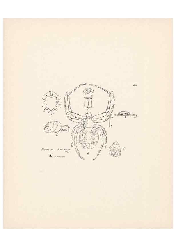 Reproducción/Reproduction 24516916826: Malaysian spiders.. Belfast :T. Workman,1896-1900.