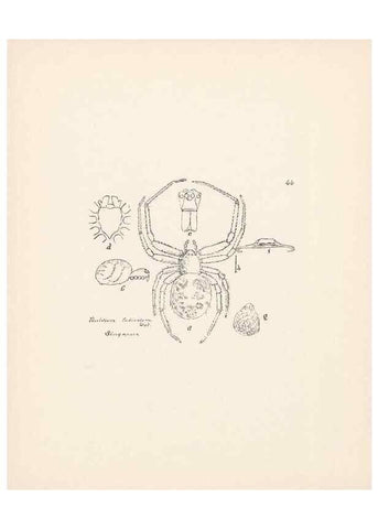 Reproducción/Reproduction 24516916826: Malaysian spiders.. Belfast :T. Workman,1896-1900.