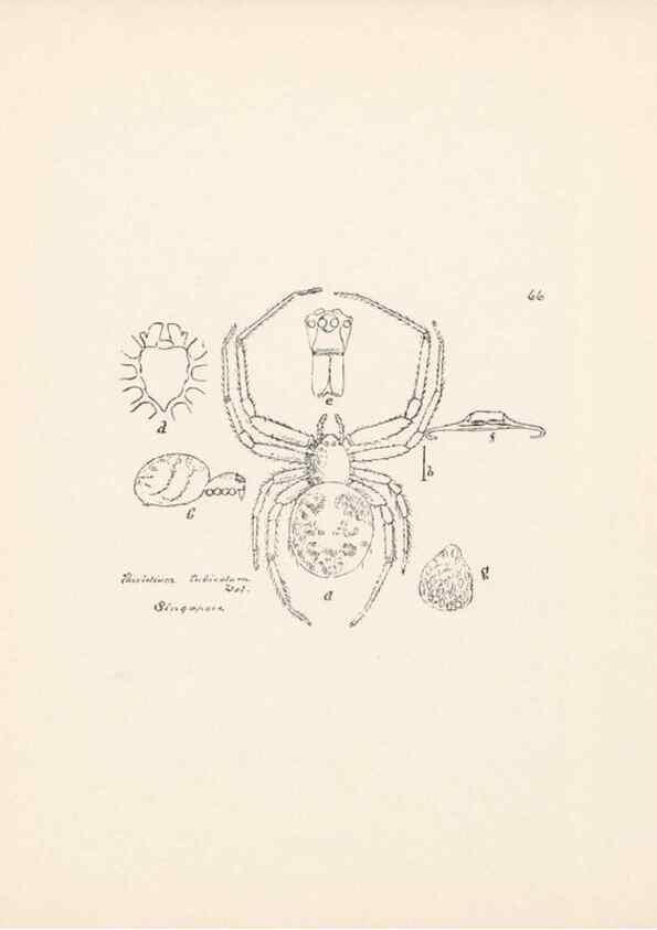 Reproducción/Reproduction 24516916826: Malaysian spiders.. Belfast :T. Workman,1896-1900.
